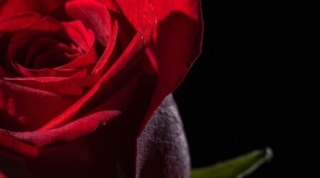 History of Rose in Perfumery